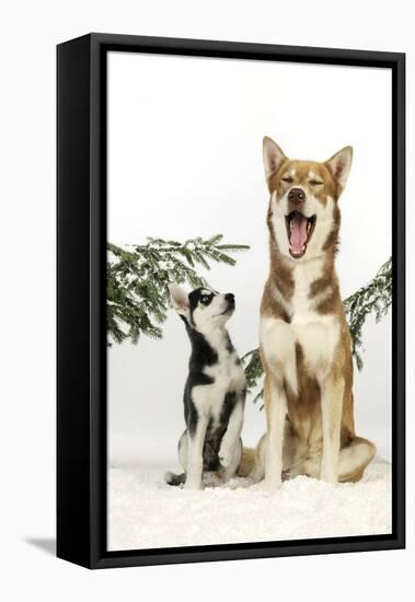 Siberian Husky Puppy Looking Up at Siberian-null-Framed Stretched Canvas