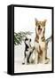 Siberian Husky Puppy Looking Up at Siberian-null-Framed Stretched Canvas