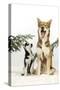 Siberian Husky Puppy Looking Up at Siberian-null-Stretched Canvas