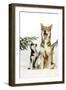 Siberian Husky Puppy Looking Up at Siberian-null-Framed Photographic Print