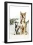 Siberian Husky Puppy Looking Up at Siberian-null-Framed Photographic Print