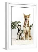 Siberian Husky Puppy Looking Up at Siberian-null-Framed Photographic Print
