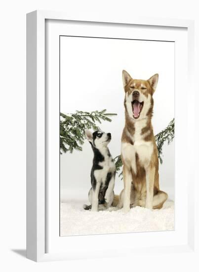 Siberian Husky Puppy Looking Up at Siberian-null-Framed Photographic Print