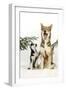 Siberian Husky Puppy Looking Up at Siberian-null-Framed Photographic Print