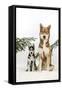 Siberian Husky Puppy Sitting Next to Siberian-null-Framed Stretched Canvas