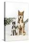 Siberian Husky Puppy Sitting Next to Siberian-null-Stretched Canvas