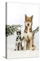 Siberian Husky Puppy Sitting Next to Siberian-null-Stretched Canvas