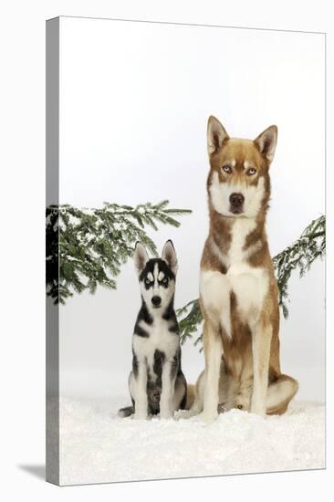 Siberian Husky Puppy Sitting Next to Siberian-null-Stretched Canvas