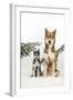 Siberian Husky Puppy Sitting Next to Siberian-null-Framed Photographic Print