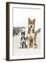 Siberian Husky Puppy Sitting Next to Siberian-null-Framed Photographic Print