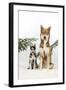 Siberian Husky Puppy Sitting Next to Siberian-null-Framed Photographic Print