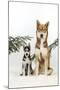 Siberian Husky Puppy Sitting Next to Siberian-null-Mounted Photographic Print