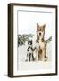 Siberian Husky Puppy Sitting Next to Siberian-null-Framed Photographic Print