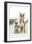 Siberian Husky Puppy Sitting Next to Siberian-null-Framed Photographic Print