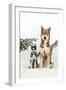 Siberian Husky Puppy Sitting Next to Siberian-null-Framed Photographic Print