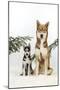 Siberian Husky Puppy Sitting Next to Siberian-null-Mounted Photographic Print