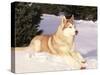 Siberian Husky Resting in Snow, USA-Lynn M. Stone-Stretched Canvas