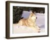 Siberian Husky Resting in Snow, USA-Lynn M. Stone-Framed Photographic Print