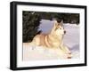 Siberian Husky Resting in Snow, USA-Lynn M. Stone-Framed Photographic Print