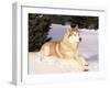 Siberian Husky Resting in Snow, USA-Lynn M. Stone-Framed Photographic Print