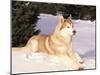 Siberian Husky Resting in Snow, USA-Lynn M. Stone-Mounted Photographic Print