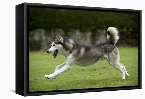 Siberian Husky Running Through Garden-null-Framed Stretched Canvas