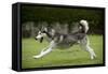 Siberian Husky Running Through Garden-null-Framed Stretched Canvas