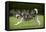 Siberian Husky Running Through Garden-null-Framed Stretched Canvas