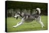 Siberian Husky Running Through Garden-null-Stretched Canvas