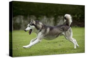 Siberian Husky Running Through Garden-null-Stretched Canvas