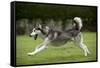 Siberian Husky Running Through Garden-null-Framed Stretched Canvas