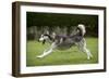 Siberian Husky Running Through Garden-null-Framed Photographic Print