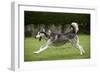 Siberian Husky Running Through Garden-null-Framed Photographic Print