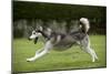 Siberian Husky Running Through Garden-null-Mounted Photographic Print