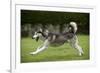 Siberian Husky Running Through Garden-null-Framed Photographic Print