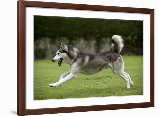 Siberian Husky Running Through Garden-null-Framed Photographic Print