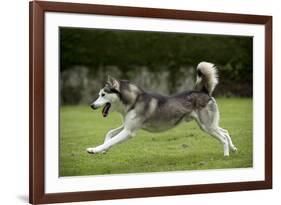 Siberian Husky Running Through Garden-null-Framed Photographic Print