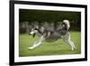 Siberian Husky Running Through Garden-null-Framed Photographic Print