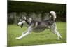 Siberian Husky Running Through Garden-null-Mounted Photographic Print