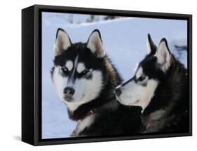 Siberian Husky Sled Dogs Pair in Snow, Northwest Territories, Canada March 2007-Eric Baccega-Framed Stretched Canvas