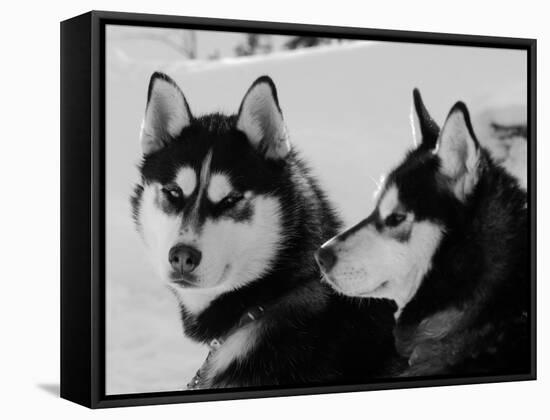 Siberian Husky Sled Dogs Pair in Snow, Northwest Territories, Canada March 2007-Eric Baccega-Framed Stretched Canvas