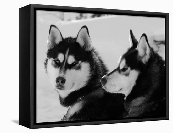 Siberian Husky Sled Dogs Pair in Snow, Northwest Territories, Canada March 2007-Eric Baccega-Framed Stretched Canvas