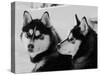 Siberian Husky Sled Dogs Pair in Snow, Northwest Territories, Canada March 2007-Eric Baccega-Stretched Canvas