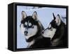 Siberian Husky Sled Dogs Pair in Snow, Northwest Territories, Canada March 2007-Eric Baccega-Framed Stretched Canvas