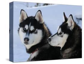 Siberian Husky Sled Dogs Pair in Snow, Northwest Territories, Canada March 2007-Eric Baccega-Stretched Canvas