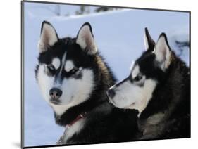 Siberian Husky Sled Dogs Pair in Snow, Northwest Territories, Canada March 2007-Eric Baccega-Mounted Photographic Print