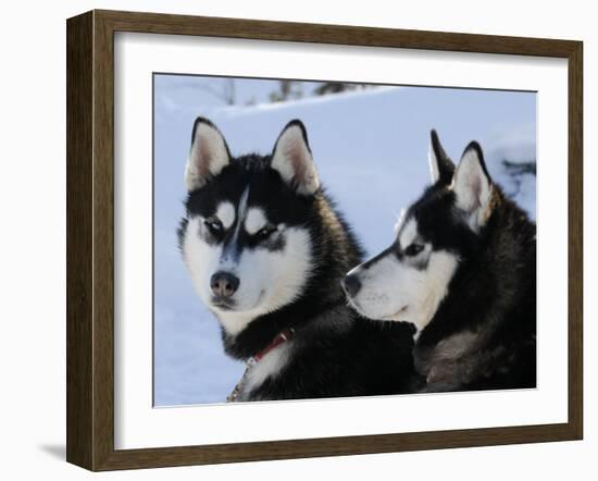 Siberian Husky Sled Dogs Pair in Snow, Northwest Territories, Canada March 2007-Eric Baccega-Framed Photographic Print