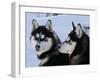 Siberian Husky Sled Dogs Pair in Snow, Northwest Territories, Canada March 2007-Eric Baccega-Framed Photographic Print