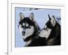 Siberian Husky Sled Dogs Pair in Snow, Northwest Territories, Canada March 2007-Eric Baccega-Framed Photographic Print