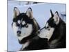 Siberian Husky Sled Dogs Pair in Snow, Northwest Territories, Canada March 2007-Eric Baccega-Mounted Photographic Print